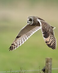 owl in flight