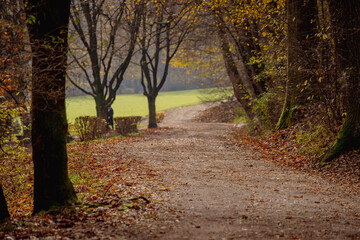 Nice view of a tivoli park in ljubljana. Visible gravel path, beautiful trees and green meadow in the background. Lovely stroll through a park.