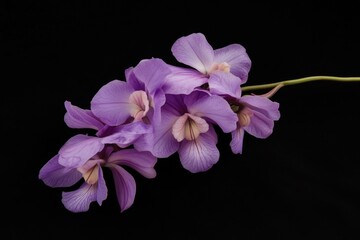 A detailed view of a single purple flower growing on its stem