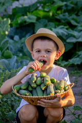 little boy with a basket of cucumbers in his hands. Selective focus