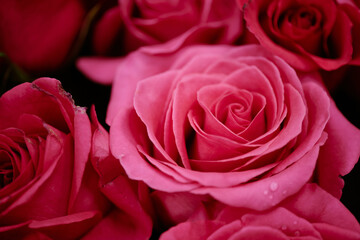 Medium close up of pink rose bud with several drops of water