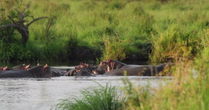 Majestic Hippopotamus in its Natural Habitat at an African Waterhole on a Sunny Day &ndash; Safari Adventure in Uganda