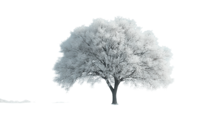 Frosty Winter Tree Snowy Landscape Serene Nature Scene