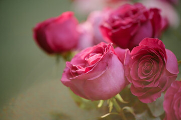 Medium close up of rose bouquet illumed with sunrays
