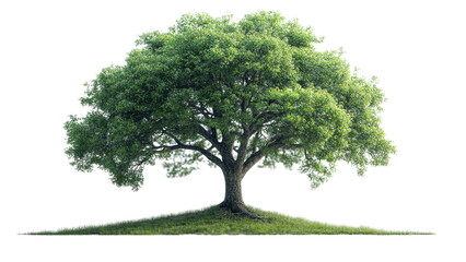 Lush Green Tree on Grassy Hill Nature Scene Isolated Tree Spring Foliage Environmental Conservation