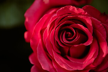 Close up of opened pink rose bud illumed with warm light of sun