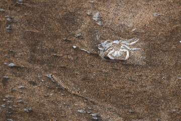 dead crab body in sand