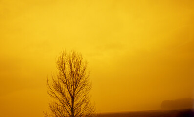 Obraz premium Rainy foggy morning in the countryside. Bare tree in the field at golden sunset. Minimalist landscape