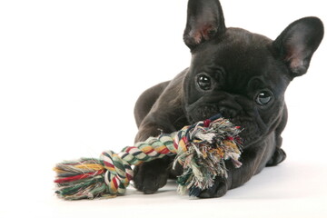 Bouledogue français - Chiot - Studio