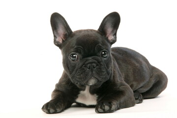 Bouledogue français - Chiot - Studio