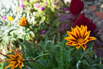 日陰で咲くガザニア