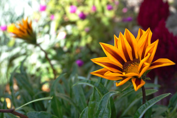 日陰で咲くガザニア