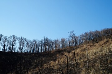 Obraz premium Forest Recovery Under Clear Blue Sky