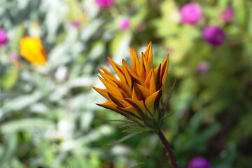 日陰で咲くガザニア