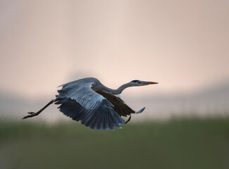 Graceful Grey Heron in Flight Over Misty Wetlands