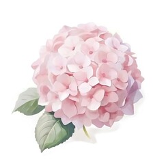 Watercolor pink illustration of hydrangea  flower, isolated on white background