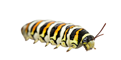 Caterpillar with striking yellow and black stripes on white background