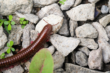 Millipedes isolated on stones and wild plants. Detail of Millipedes crawling on rough rocks. Tiny animals in macro photography. Wallpapers Backgrounds. Negative space Concepts