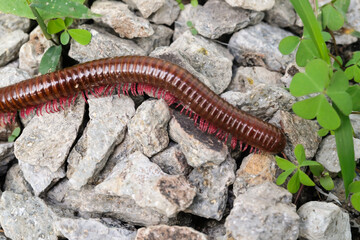 Millipedes isolated on stones and wild plants. Detail of Millipedes crawling on rough rocks. Tiny animals in macro photography. Wallpapers Backgrounds. Negative space Concepts