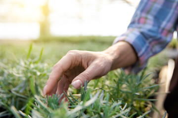 Close up picture of a female hand touching the plants