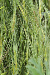 Drops of dew on the wild grass.