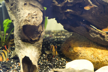 Sumatran fish or better known as Tiger Barb Fish is hiding under the gap of wood. Exotic Fish View in Aquarium tank. Aquascape View. Hobbies and Leisures. Aquatic Fish Tank