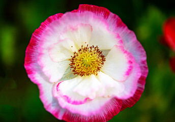 White and pink flowers bearing pollen.