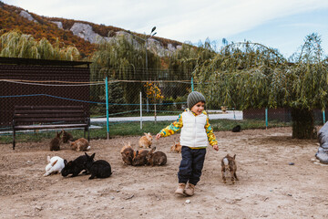 Little boy playing with rabbits in the petting zoo on a sunny autumn day