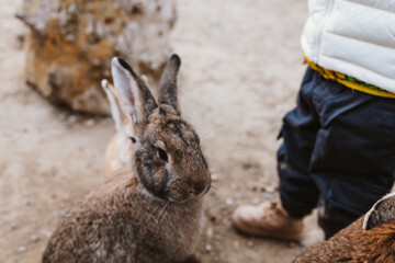 Rabbit close-up, selective focus, shallow depth of field