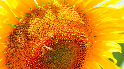 Blooming sunflower with honey bee