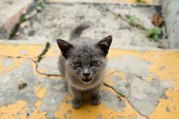 A skinny gray kitten squats on the steps. Malnourished cat begs for food. Domestic Pet Cat. Animal Health Care. Animal Closeup. Cat roaming in the yard