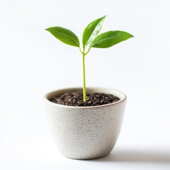 Young plant growing in a simple pot on a light background, symbolizing new life and growth
