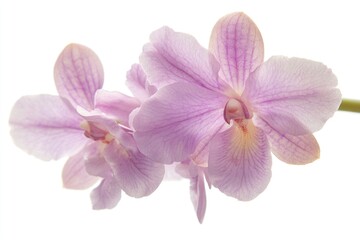 Obraz premium A close-up photo of a single flower on a white background, suitable for editorial or commercial use