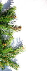 Fresh green pine branches casting shadows on a white surface during daylight hours
