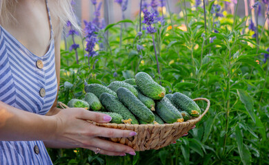 Female farmer picking cucumbers in greenhouse. Selective focus