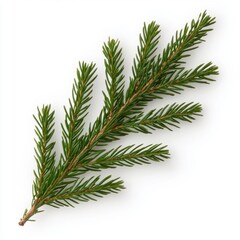 Obraz premium Green Pine Needle Branch Isolated on White Background