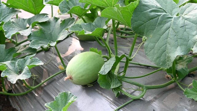 Green melon cantaloupe growing in organic melon green house farm beautiful green leaves. green melon in farm background.