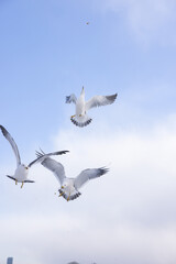 seagulls in flight