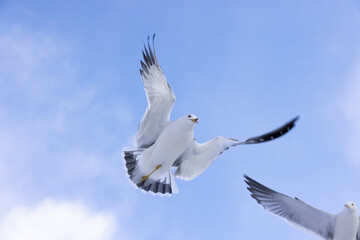 seagulls in flight