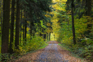 Wanderweg durch den goldenen Herbstwald 2