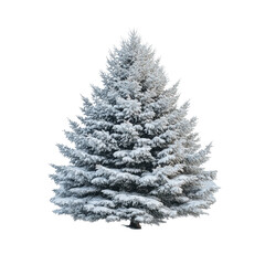 Snow Covered Evergreen Tree in Winter Wonderland Landscape