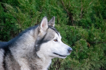 A gray and white husky dog stands calmly beside vibrant green bushes on a bright day, showcasing its striking features and alert expression