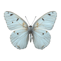 Stylized butterfly on minimal white background artistic photography fine art contemporary setting close-up view emphasizing elegance and simplicity