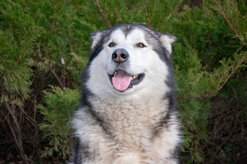 A cheerful Alaskan Malamute is captured sitting in front of green shrubs, showcasing its fluffy fur and playful demeanor