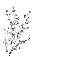 Elegant White Blossom Branch Spring Floral Design Minimalist Nature Background