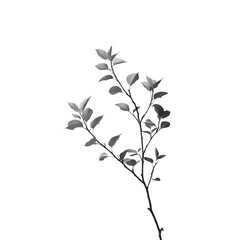 Monochrome Branch Minimalist Leaves Nature Still Life Simple Plant Photography