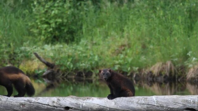 wolverine mammal of northern Europe Finland