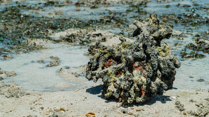 sea ​​coral rocks are on the sand