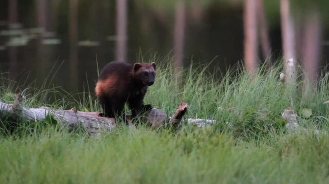glutton mammal predator northern europe