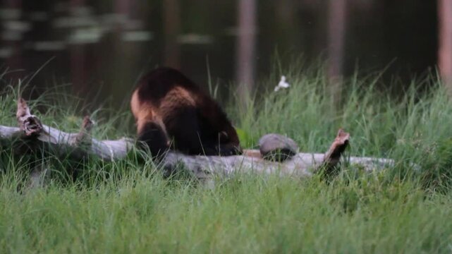 glutton mammal predator northern europe